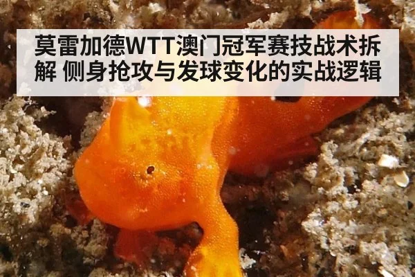 莫雷加德WTT澳门冠军赛技战术拆解 侧身抢攻与发球变化的实战逻辑